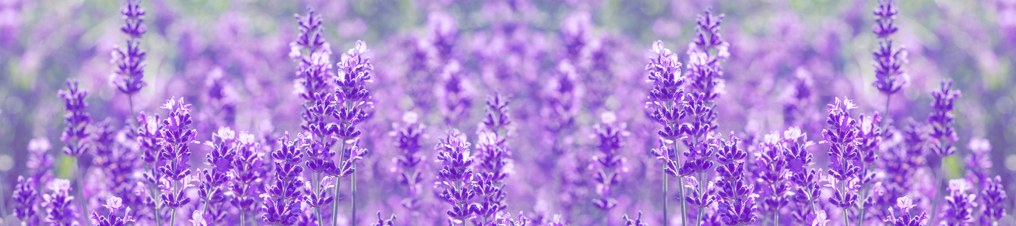 Lavender in Provence